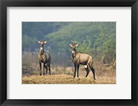 Framed Two Nilgai (Boselaphus tragocamelus) standing in a forest, Keoladeo National Park, Rajasthan, India