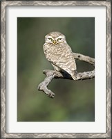 Framed Close-up of a Spotted owlet (Strix occidentalis) perching on a tree, Keoladeo National Park, Rajasthan, India