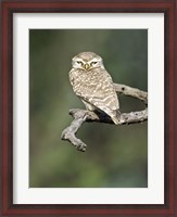 Framed Close-up of a Spotted owlet (Strix occidentalis) perching on a tree, Keoladeo National Park, Rajasthan, India