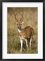 Framed Spotted deer (Axis axis) in a forest, Bandhavgarh National Park, Umaria District, Madhya Pradesh, India