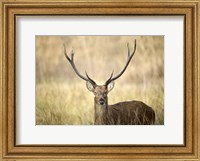 Framed Close-up of a Swamp deer (Rucervus duvaucelii), Kanha National Park, Madhya Pradesh, India