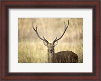 Framed Close-up of a Swamp deer (Rucervus duvaucelii), Kanha National Park, Madhya Pradesh, India