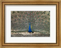 Framed Peacock displaying its plumage, Bandhavgarh National Park, Umaria District, Madhya Pradesh, India
