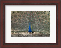 Framed Peacock displaying its plumage, Bandhavgarh National Park, Umaria District, Madhya Pradesh, India