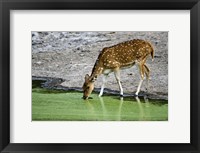 Framed Spotted deer (Axis axis) drinking water from a lake, Bandhavgarh National Park, Umaria District, Madhya Pradesh, India