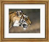 Framed Close-up of a Bengal tiger (Panthera tigris tigris), Bandhavgarh National Park, Umaria District, Madhya Pradesh, India