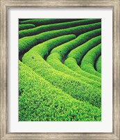 Framed Tea Plantation