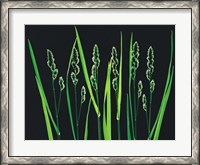 Framed Green Grass Reeds on Black Background
