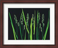 Framed Green Grass Reeds on Black Background