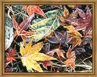 Framed Close Up Fallen Maple Leaves