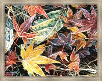 Framed Close Up Fallen Maple Leaves