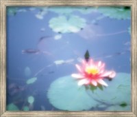Framed Pink Lotus Flower in Pool