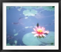 Framed Pink Lotus Flower in Pool