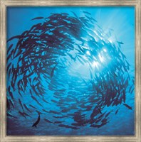 Framed Fishes swarm underwater