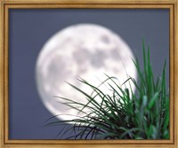 Framed Grass blades With Full Moon in Background