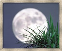 Framed Grass blades With Full Moon in Background