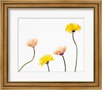 Framed Four Yellow and Pink Daisies on White Background