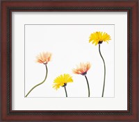 Framed Four Yellow and Pink Daisies on White Background