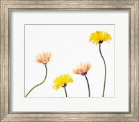 Framed Four Yellow and Pink Daisies on White Background