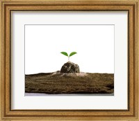 Framed New Plant Growing On Sand against White Background