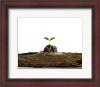 Framed New Plant Growing On Sand against White Background