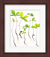 Framed Saplings with Root on White Background