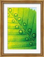 Framed Extreme Close Up of Leaf Vein with Droplets