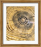 Framed Age Rings of Tree Trunk