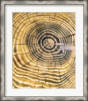 Framed Age Rings of Tree Trunk