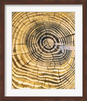 Framed Age Rings of Tree Trunk