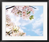 Framed Blossoms against Sky, Selective Focus