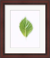 Framed Green Leaf on Beige Background