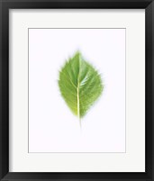 Framed Green Leaf on Beige Background