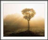 Framed Tree in Early Morning Mist