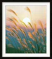 Framed Tall Grass with Sunset in Background, Silhouette