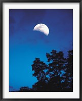 Framed Half-Moon over Trees in Dark