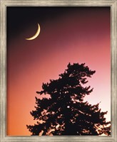Framed Crescent Moon over Trees in Front Of Dark Red Sky