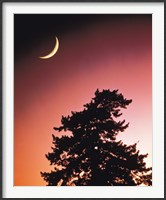 Framed Crescent Moon over Trees in Front Of Dark Red Sky