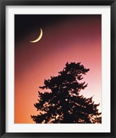 Framed Crescent Moon over Trees in Front Of Dark Red Sky