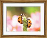 Framed Close Up Of Two Ladybugs