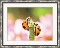 Framed Close Up Of Two Ladybugs