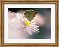 Framed Close Up Of Butterfly on Flower on Purple Lavender