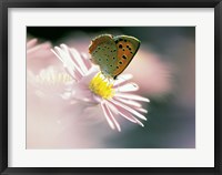 Framed Close Up Of Butterfly on Flower on Purple Lavender