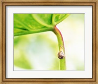 Framed Snail on Leaf Crawling Upward
