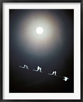 Framed Cranes Flying Across the Moon