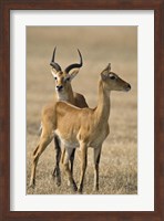 Framed Pair of Ugandan kobs (Kobus kob thomasi) mating behavior sequence, Queen Elizabeth National Park, Uganda