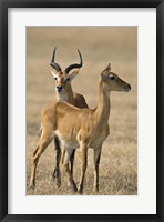 Framed Pair of Ugandan kobs (Kobus kob thomasi) mating behavior sequence, Queen Elizabeth National Park, Uganda
