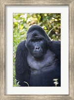 Framed Mountain Gorilla, Bwindi Impenetrable National Park, Uganda