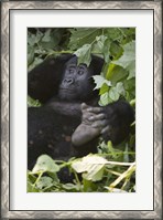 Framed Mountain Gorilla (Gorilla beringei beringei) in a forest, Bwindi Impenetrable National Park, Uganda