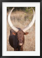 Framed Ankole-Watusi cattle standing in a field, Queen Elizabeth National Park, Uganda